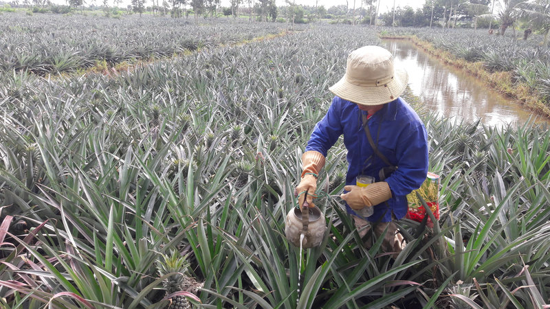 Cây khớm ấp Xẻo Gia.jpg